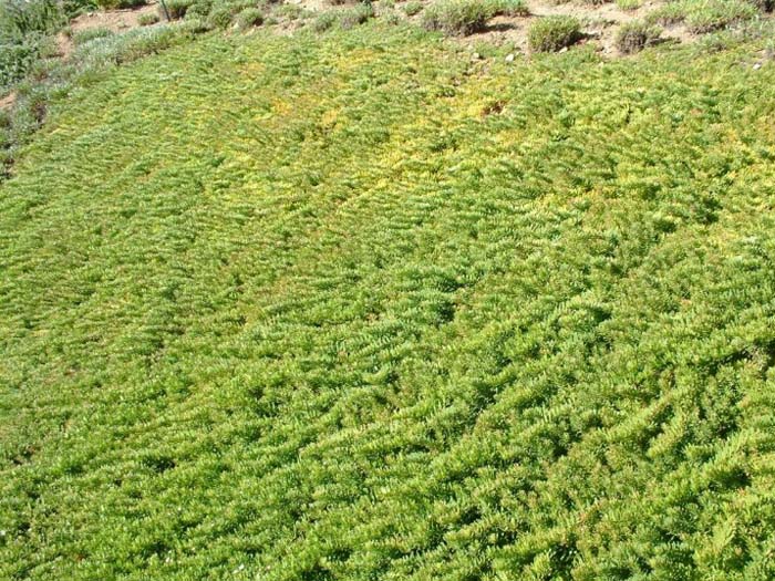 Myoporum+parvifolium+ground+cover